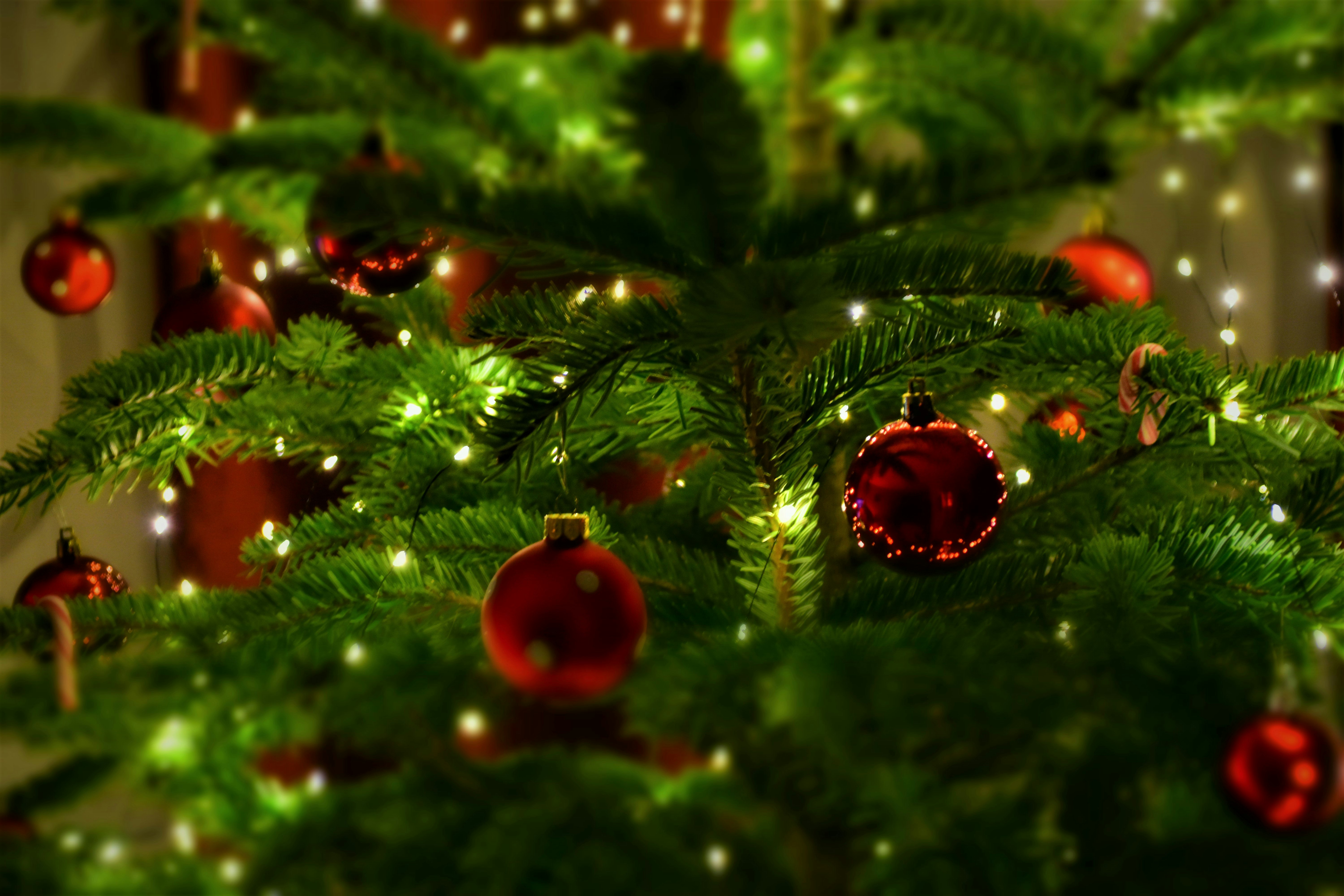 red baubles on green pine tree